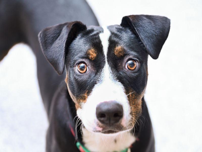 Phoebe, a Adoptable mixed breed in Chattanooga, TN image 1/5