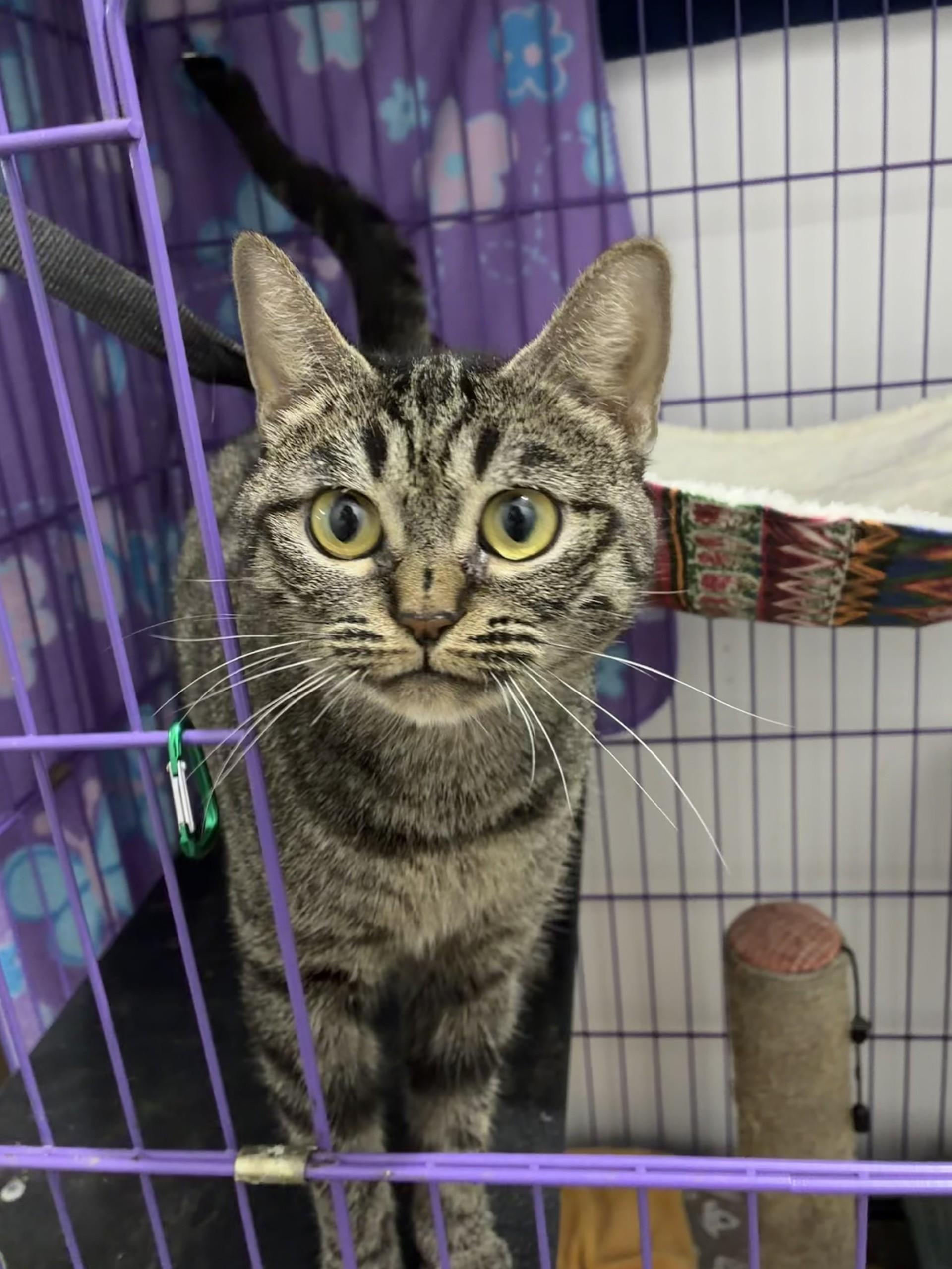Sage, Adoptable, Adult Female Domestic Short Hair & Persian.
