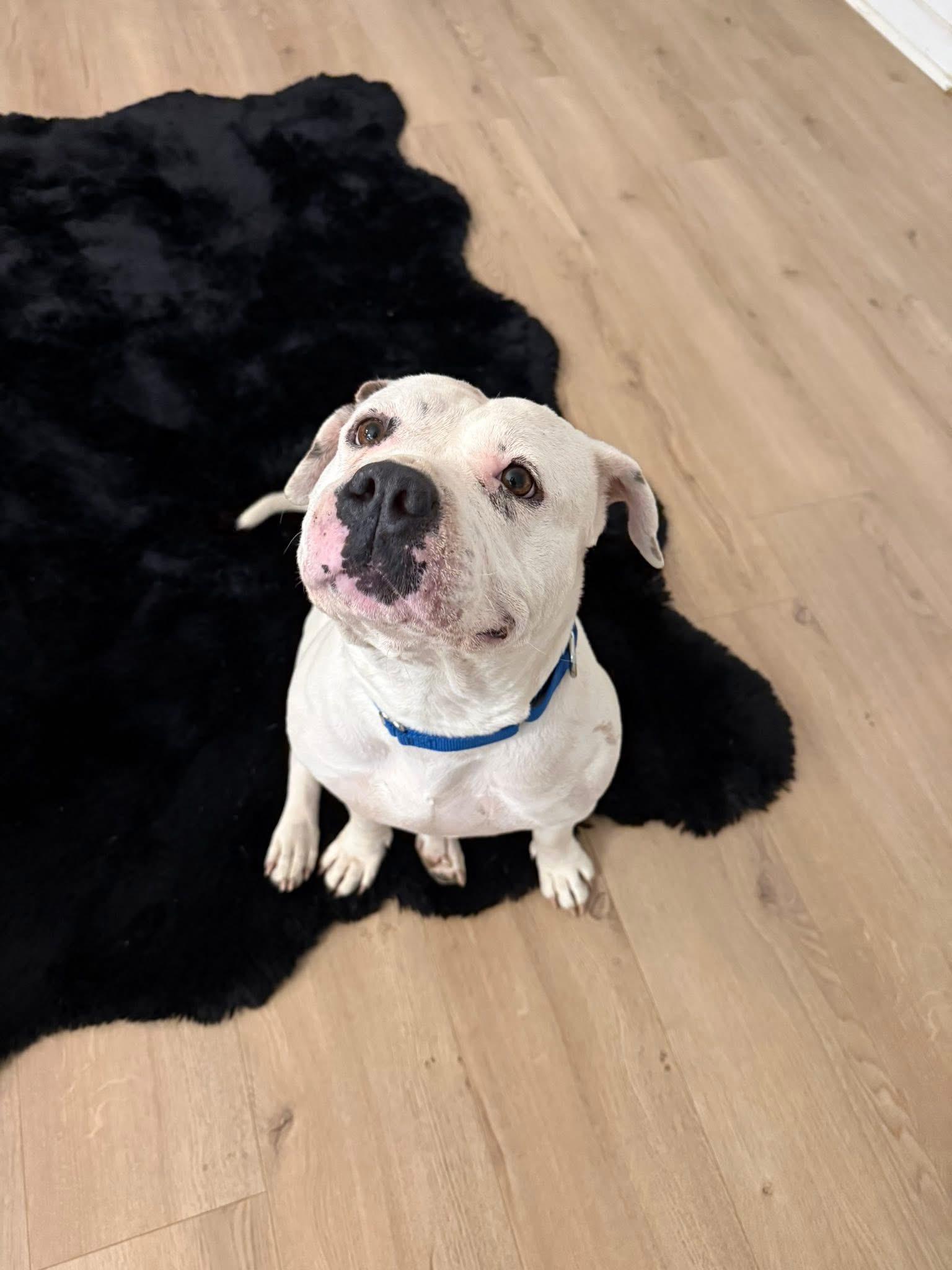 Enlarge Alani , a ADOPTABLE mixed breed in Dallas, TX image 3/5