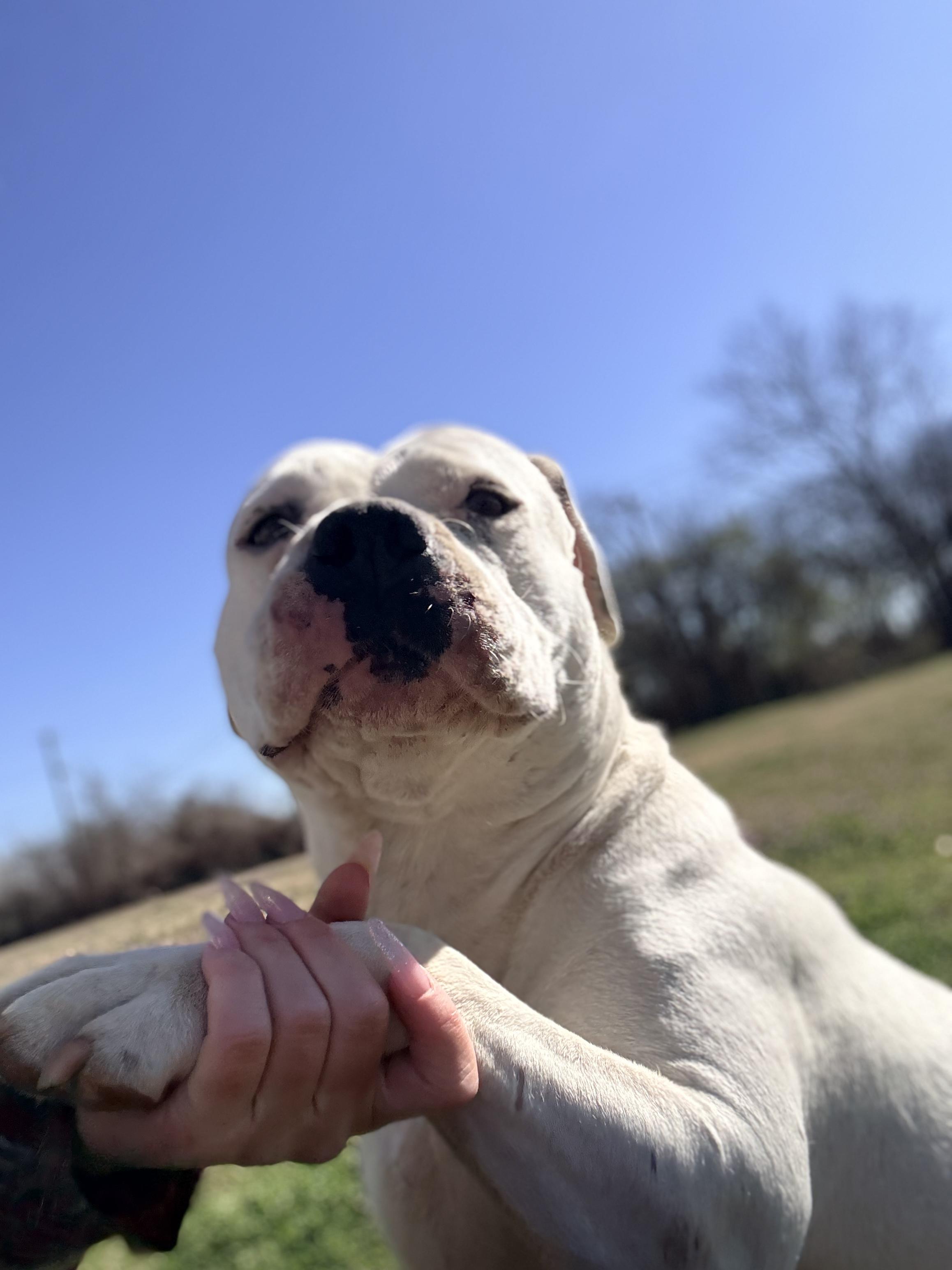 Enlarge Alani , a ADOPTABLE mixed breed in Dallas, TX image 5/5