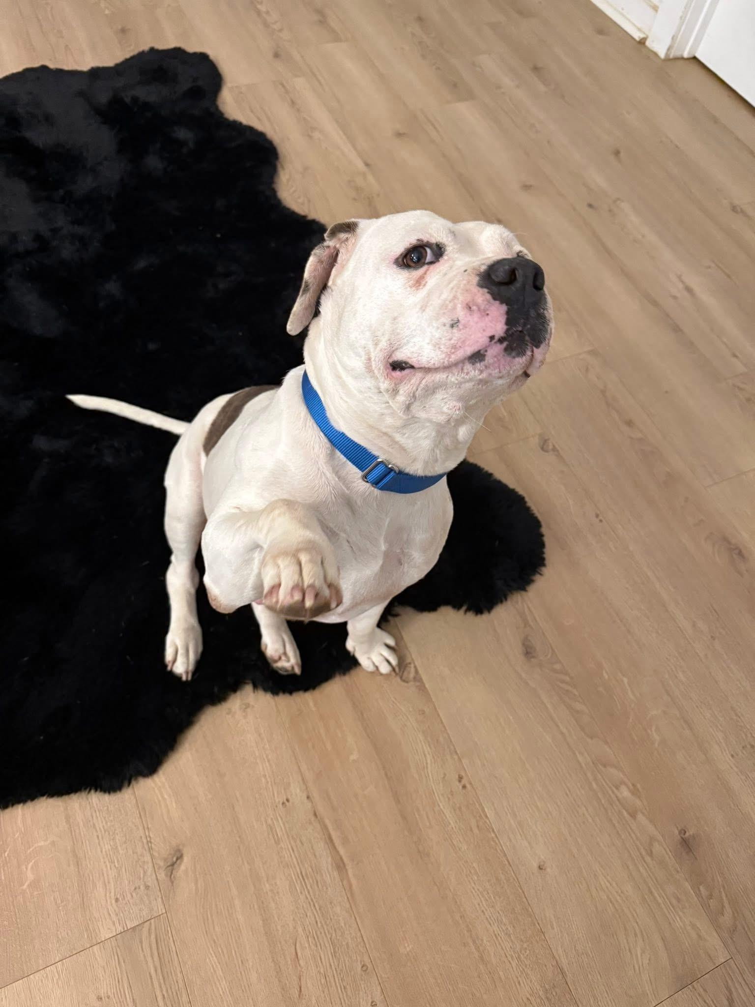 Enlarge Alani , a ADOPTABLE mixed breed in Dallas, TX image 2/5