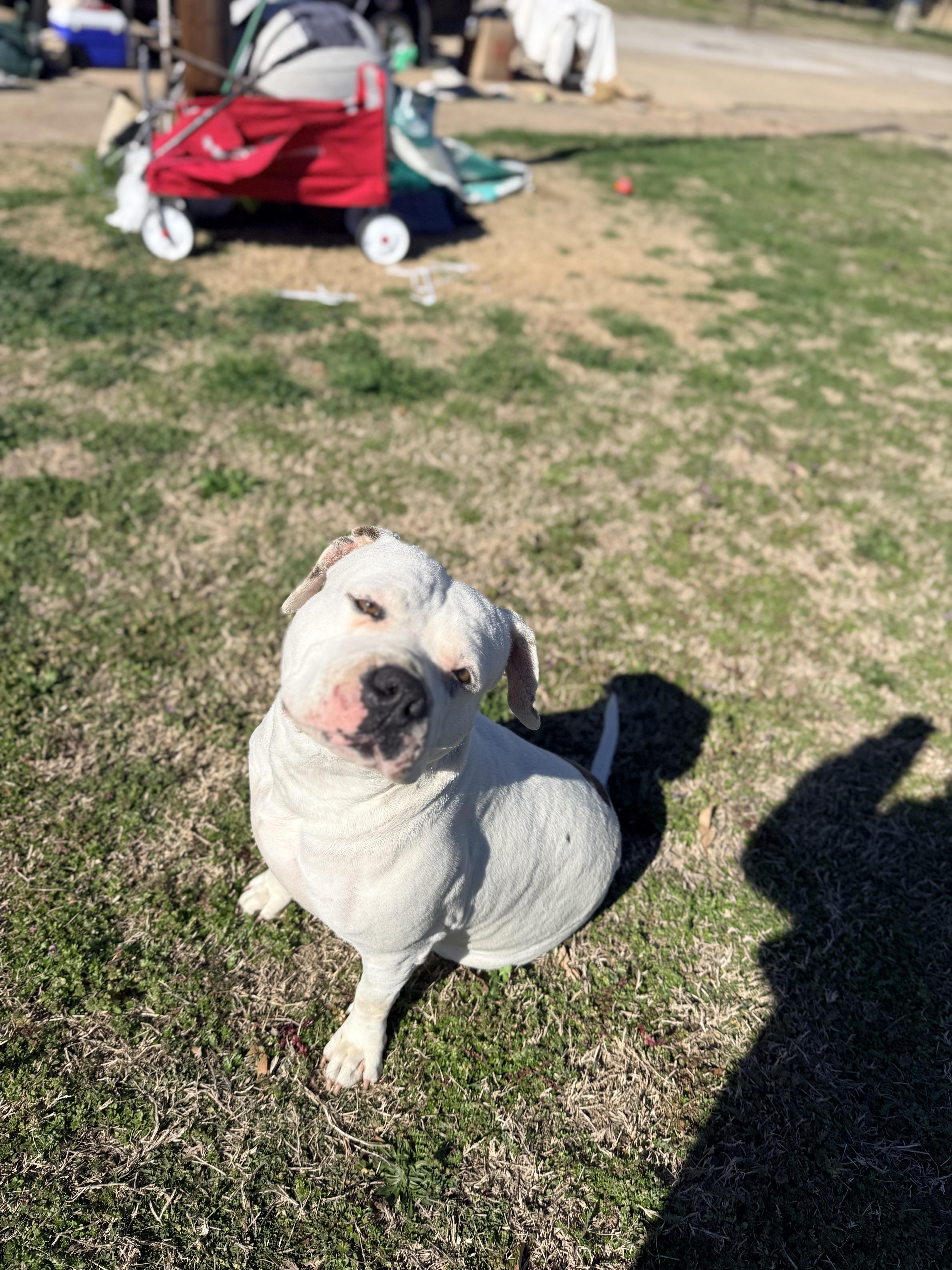 Enlarge Alani , a ADOPTABLE mixed breed in Dallas, TX image 4/5