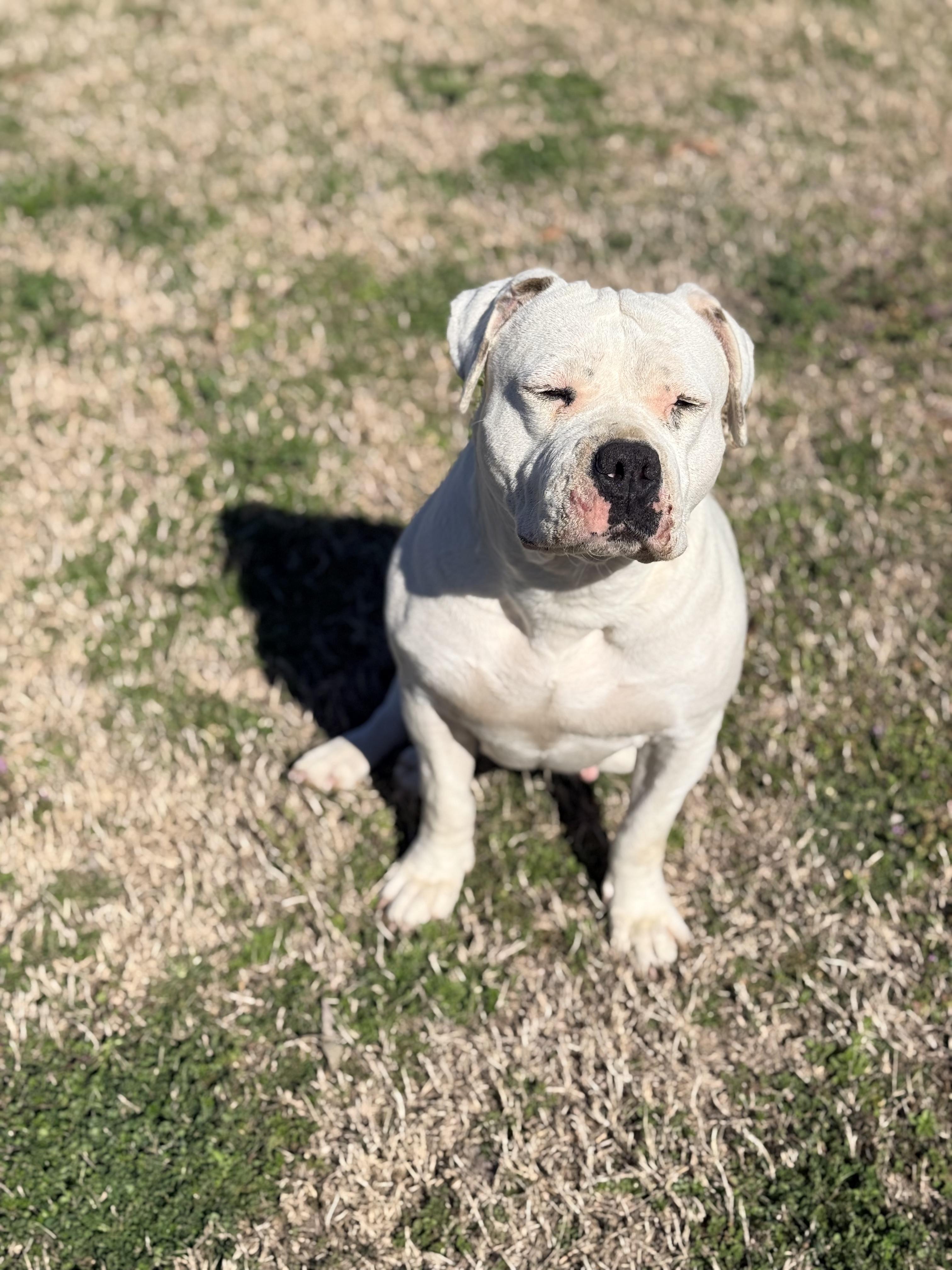 Alani , ADOPTABLE, Adult Female Staffordshire Bull Terrier.