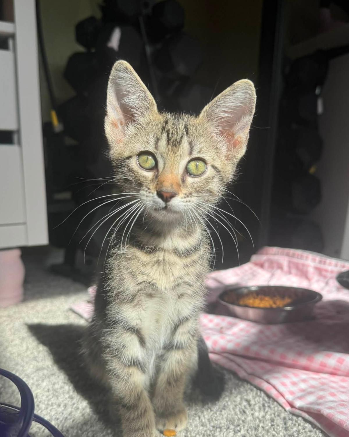Macaron, Adoptable, Young Male Domestic Short Hair.