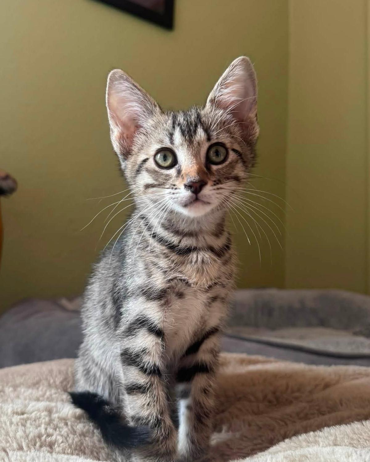 Enlarge Macaron, a Adoptable mixed breed in Frisco, TX image 4/4