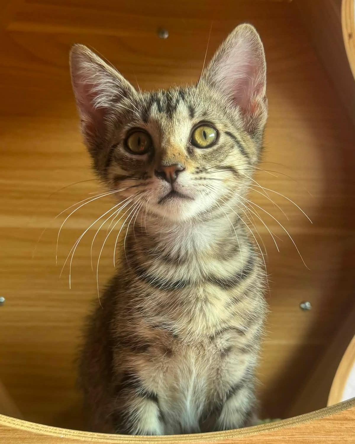 Enlarge Macaron, a Adoptable mixed breed in Frisco, TX image 3/4