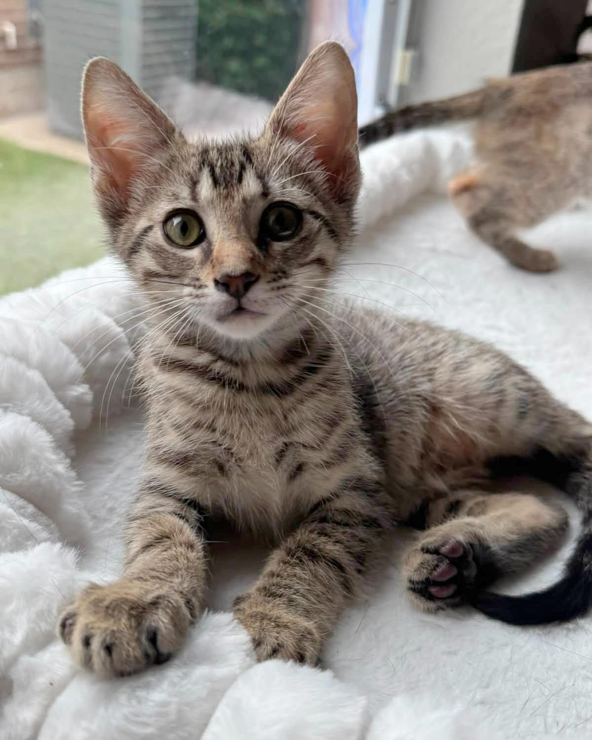 Enlarge Macaron, a Adoptable mixed breed in Frisco, TX image 2/4