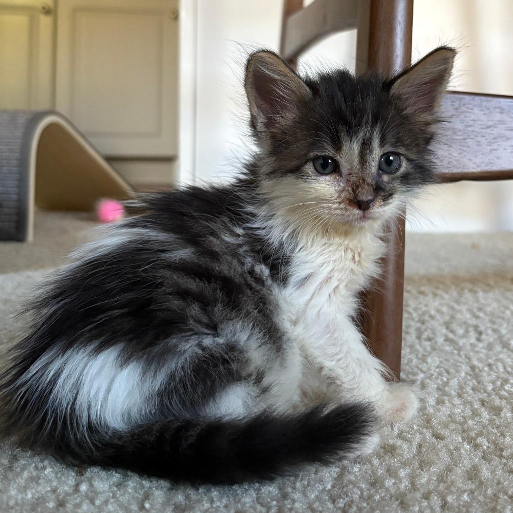 Donatello, Adoptable, Kitten Male Domestic Long Hair.