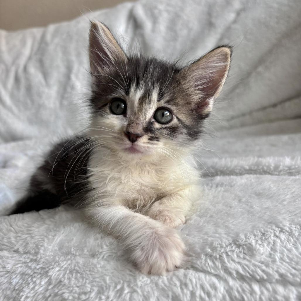 Enlarge Donatello, a Adoptable Domestic Long Hair in San Diego, CA image 2/4