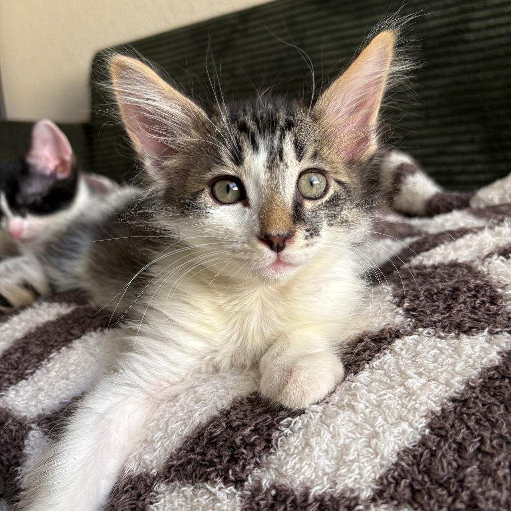 Enlarge Donatello, a Adoptable Domestic Long Hair in San Diego, CA image 3/4