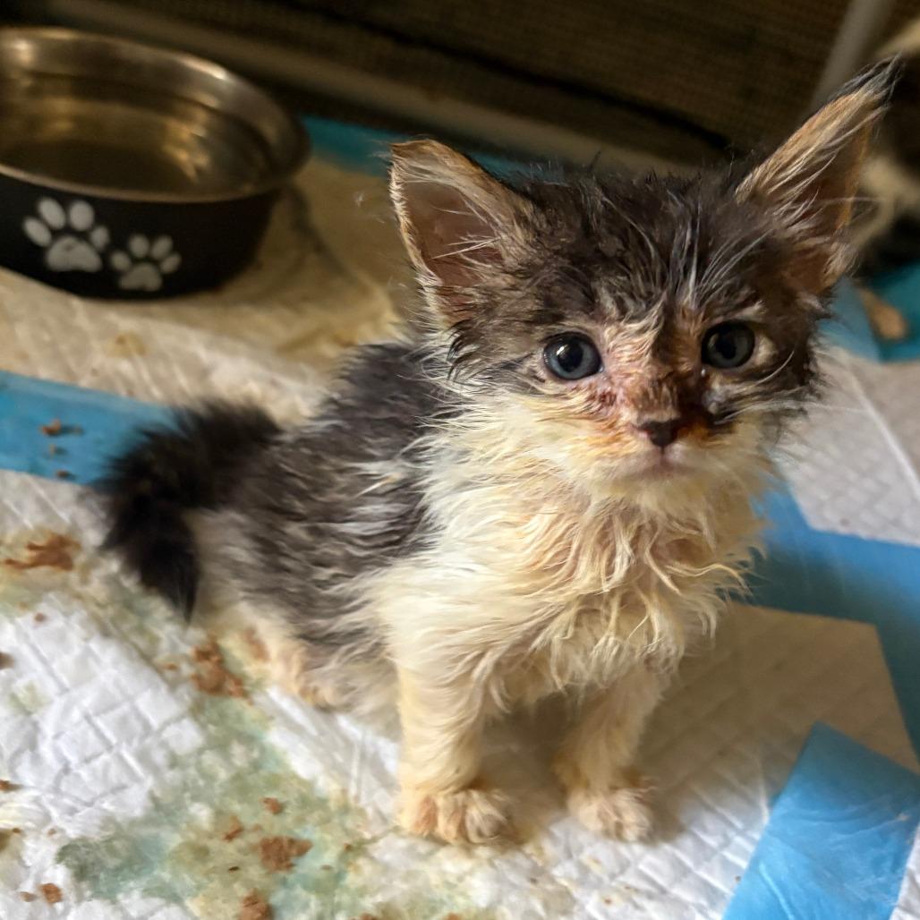 Enlarge Donatello, a Adoptable Domestic Long Hair in San Diego, CA image 4/4