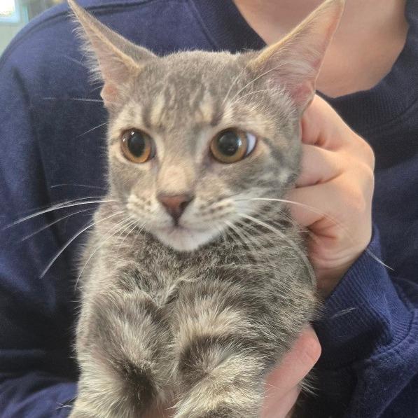 Diamond, Adoptable, Young Male Domestic Short Hair.