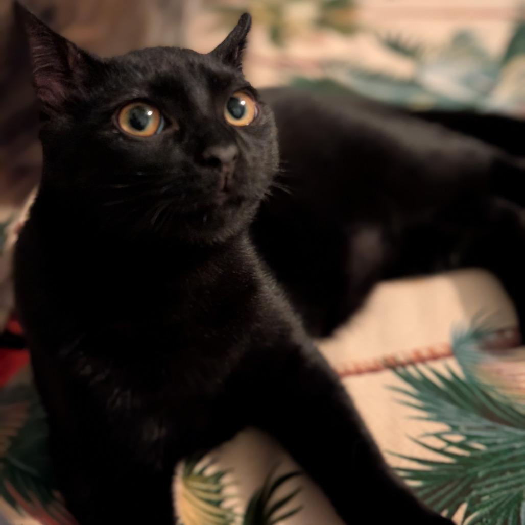 0925-209 Beta, Adoptable, Young Male Domestic Short Hair.