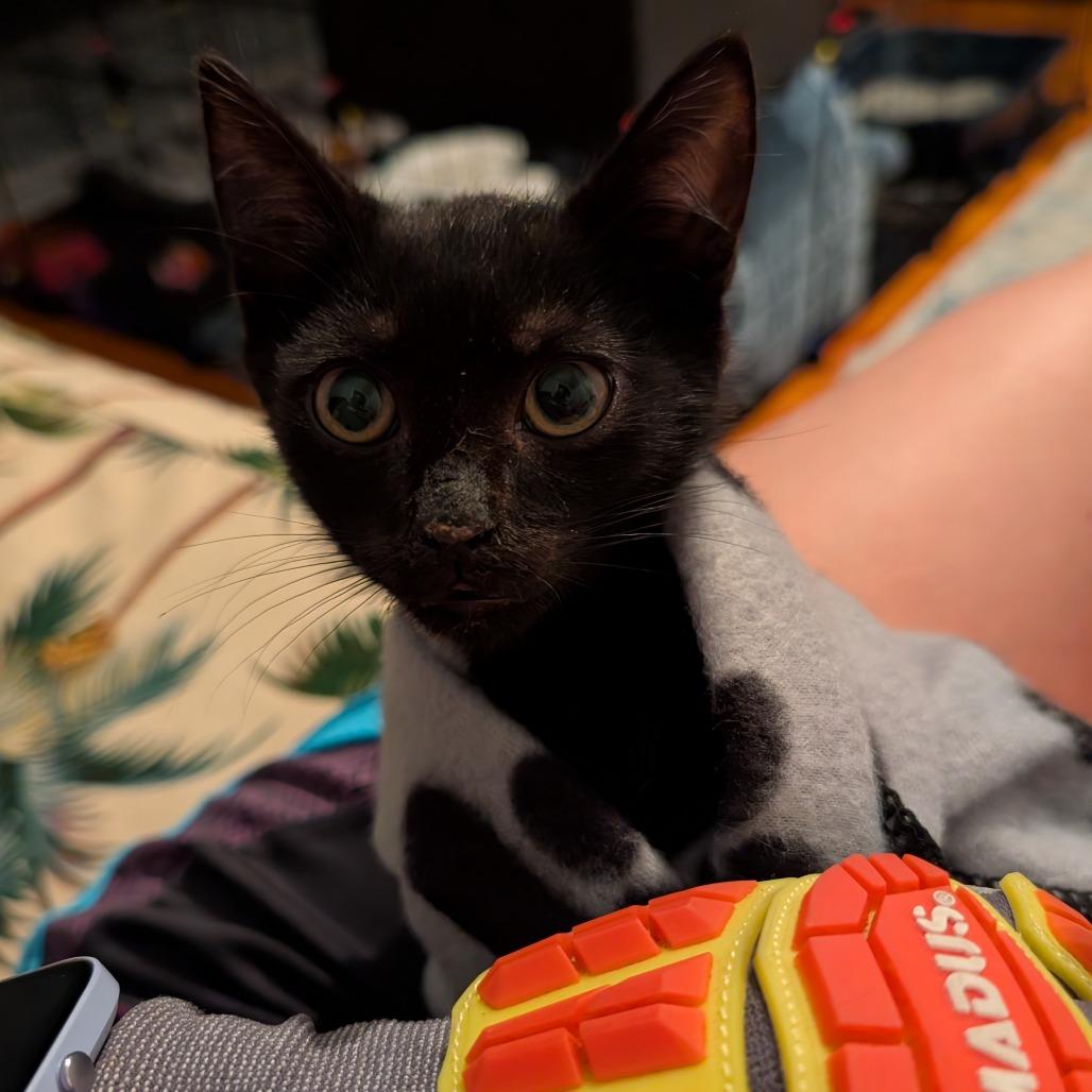 Enlarge 0925-209 Beta, a Adoptable Domestic Short Hair in Abingdon, MD image 2/2