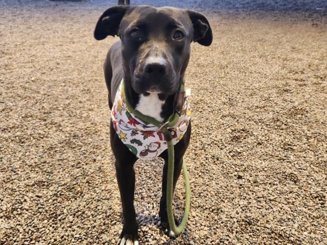 REDVINES, Adoptable, Adult Female Pit Bull Terrier & American Staffordshire Terrier.