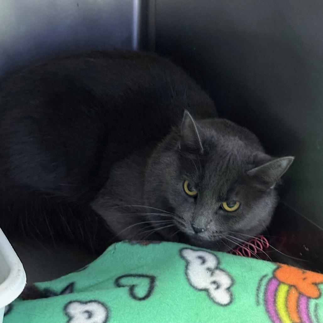 Pink Floyd Kitty, Adoptable, Young Female Domestic Long Hair.