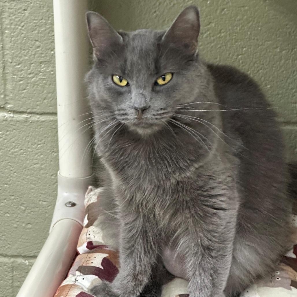 Pink Floyd Kitty, a Adoptable Domestic Long Hair in Coos Bay, OR image 2/2