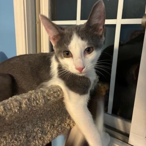 Ezra, a Adoptable Domestic Short Hair in Kenosha, WI image 1/2