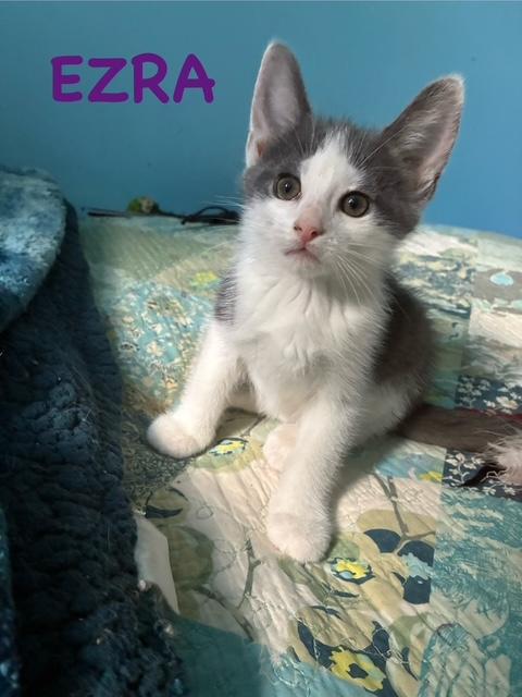 Ezra, a Adoptable Domestic Short Hair in Kenosha, WI image 2/2