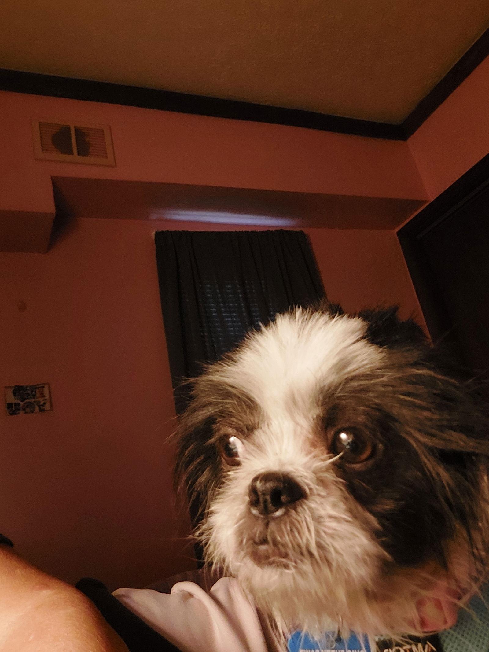Enlarge Sylvie-Morrow, a Adopted Shih Tzu in Pataskala, OH image 1/3