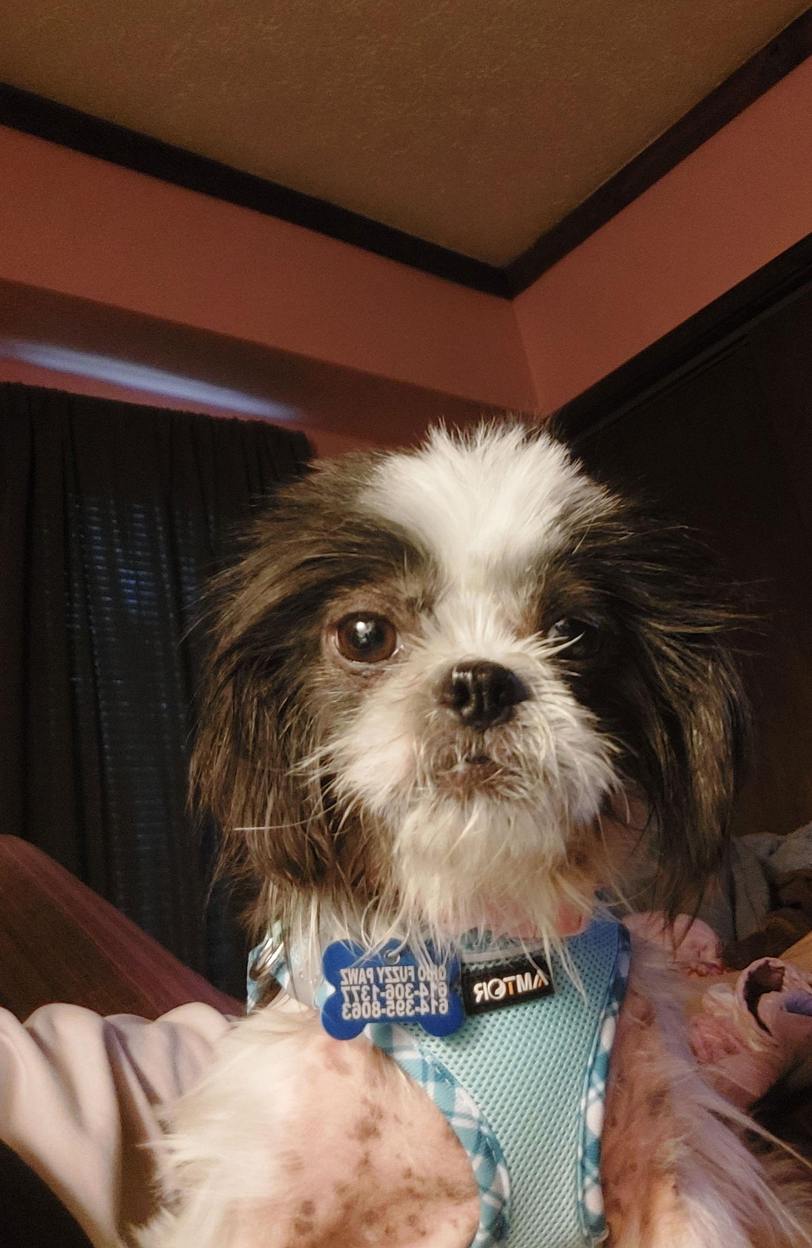 Enlarge Sylvie-Morrow, a Adopted Shih Tzu in Pataskala, OH image 2/3