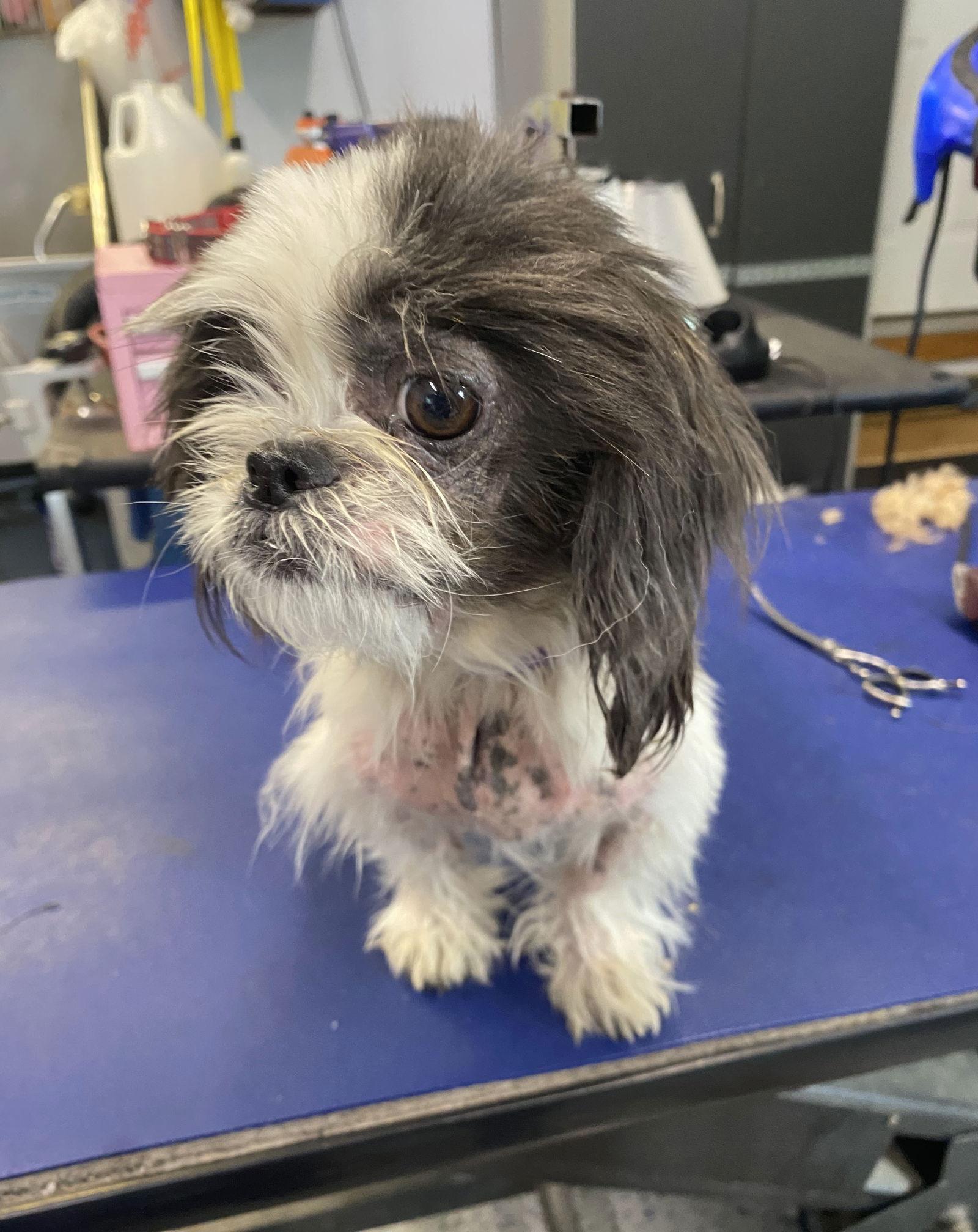 Enlarge Sylvie-Morrow, a Adopted Shih Tzu in Pataskala, OH image 3/3