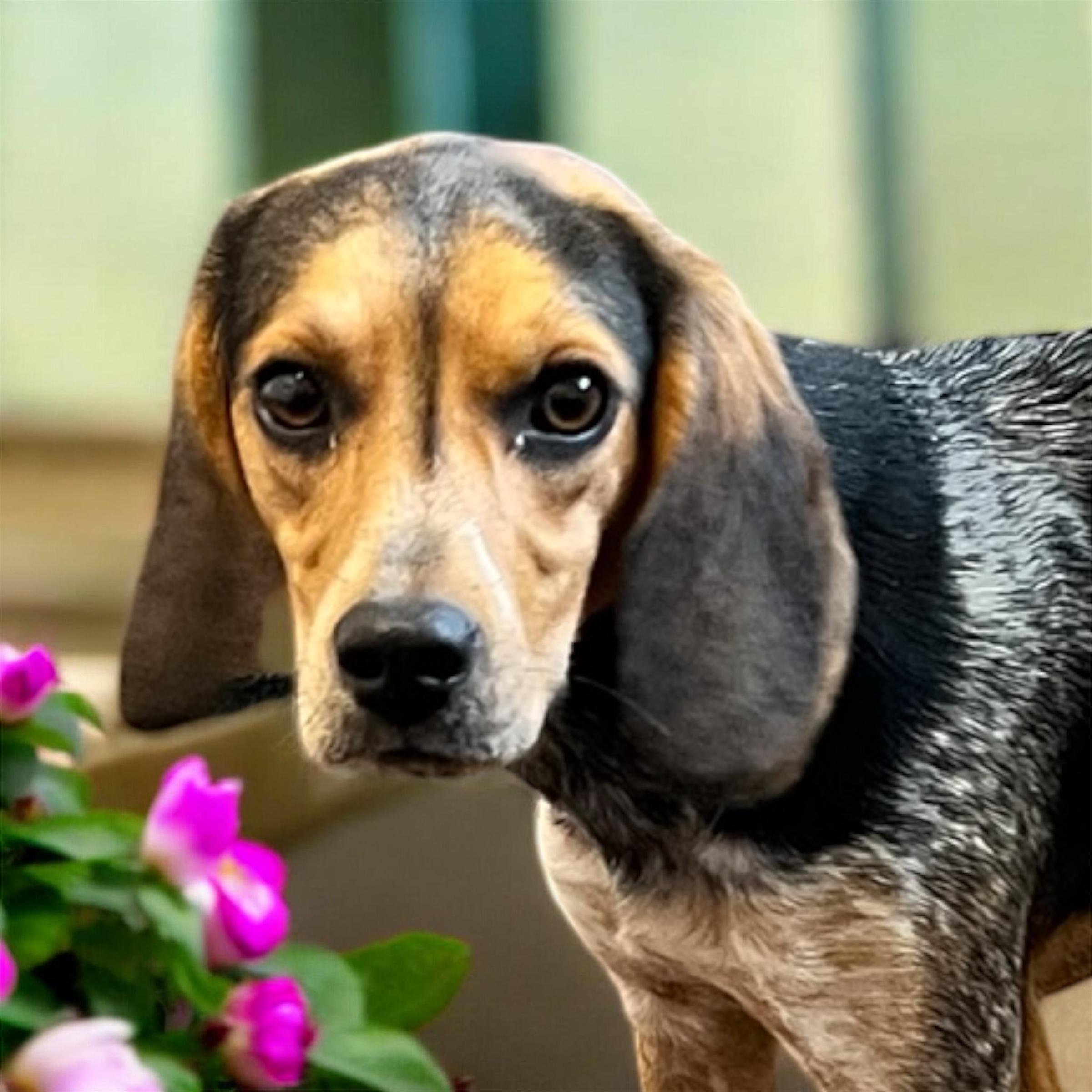 Tia, ADOPTABLE, Young Female Beagle.
