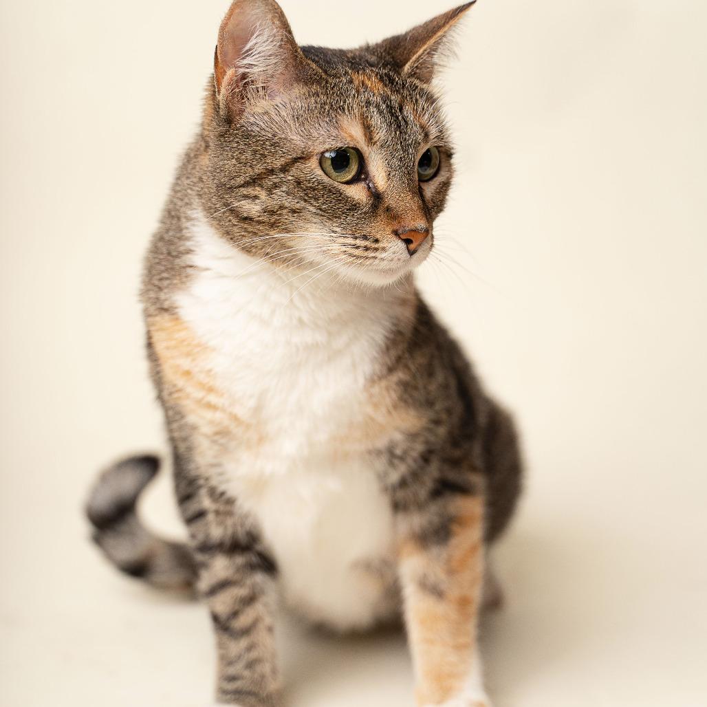 Little Bit, Adoptable, Adult Female Domestic Short Hair.