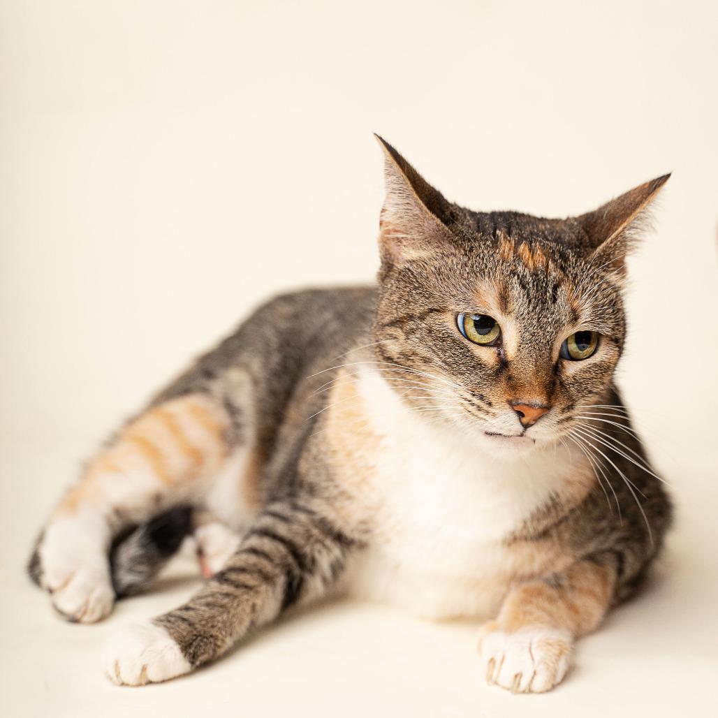 Enlarge Little Bit, a Adoptable Domestic Short Hair in Gonzales, LA image 2/6