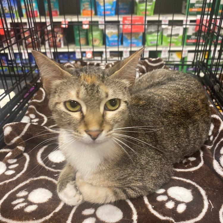 Enlarge Little Bit, a Adoptable Domestic Short Hair in Gonzales, LA image 3/6