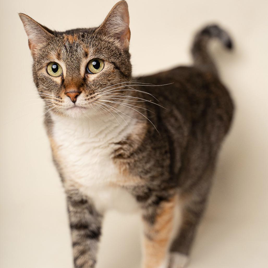 Enlarge Little Bit, a Adoptable Domestic Short Hair in Gonzales, LA image 4/6