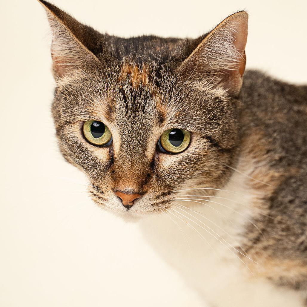 Enlarge Little Bit, a Adoptable Domestic Short Hair in Gonzales, LA image 5/6