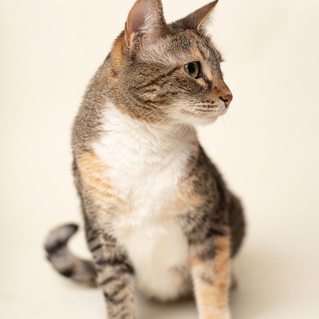 Enlarge Little Bit, a Adoptable Domestic Short Hair in Gonzales, LA image 6/6