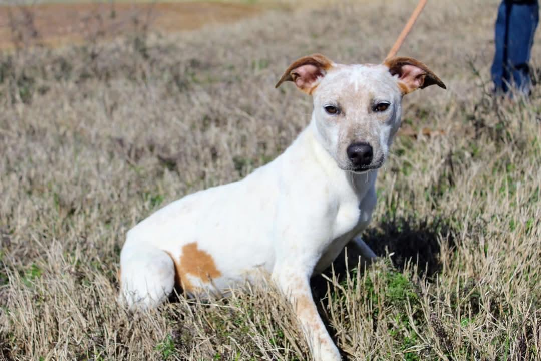 Bronco, Young Male Australian Cattle Dog / Blue Heeler