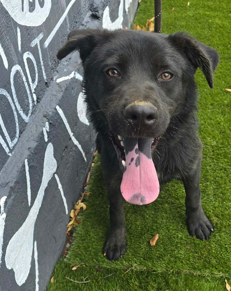 Hawthorne, Adoptable, Adult Male Chow Chow & Flat-Coated Retriever.