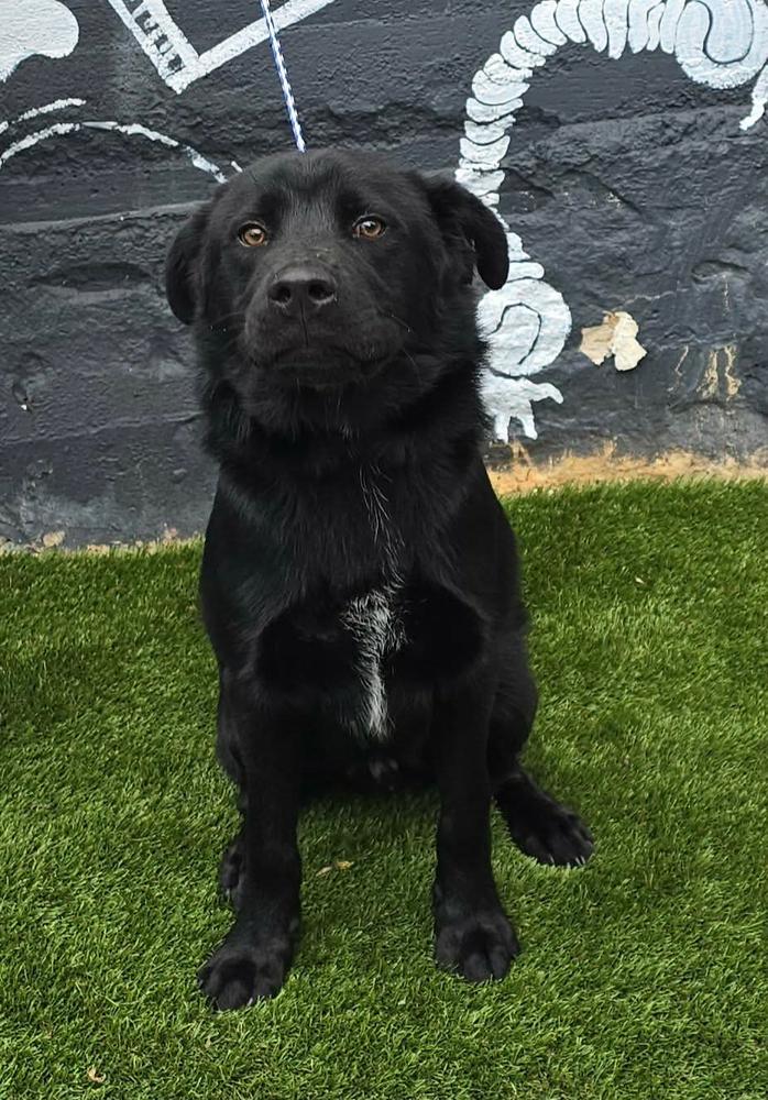 Hawthorne, a Adoptable mixed breed in Manhattan, NY image 2/2