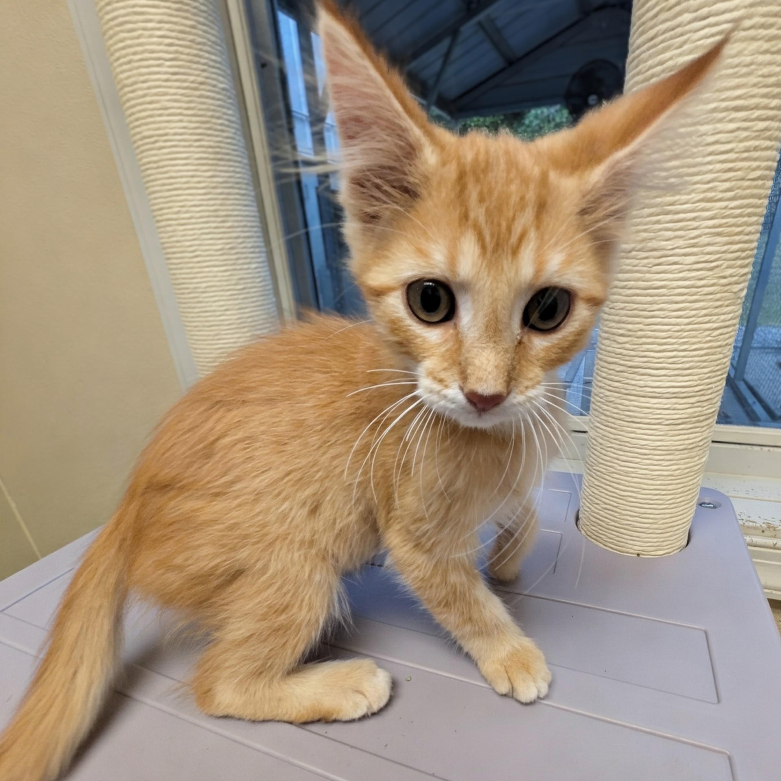Sarah, a Adoptable mixed breed in Mount Carmel, IL image 5/5