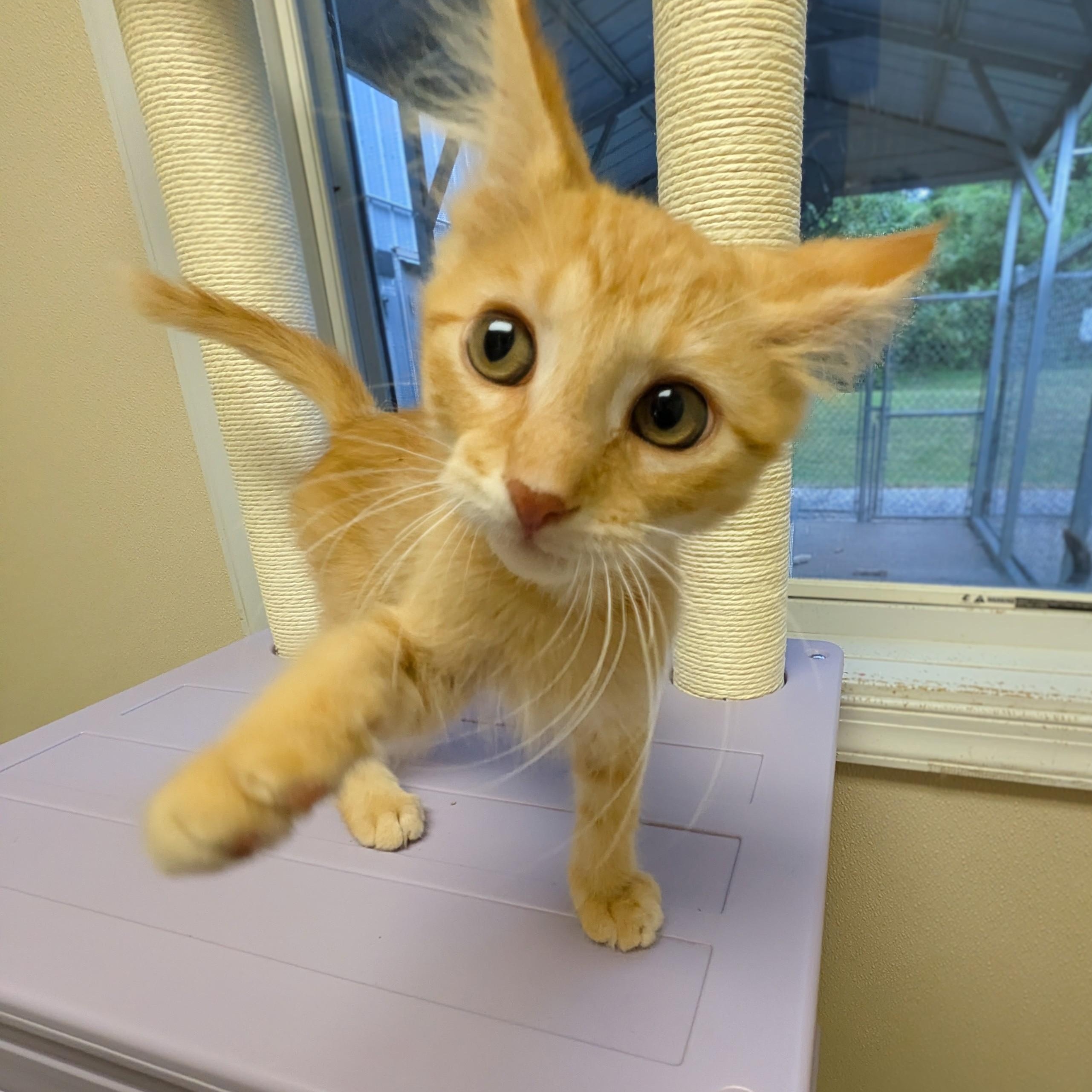 Sarah, Adoptable, Kitten Female Domestic Short Hair.