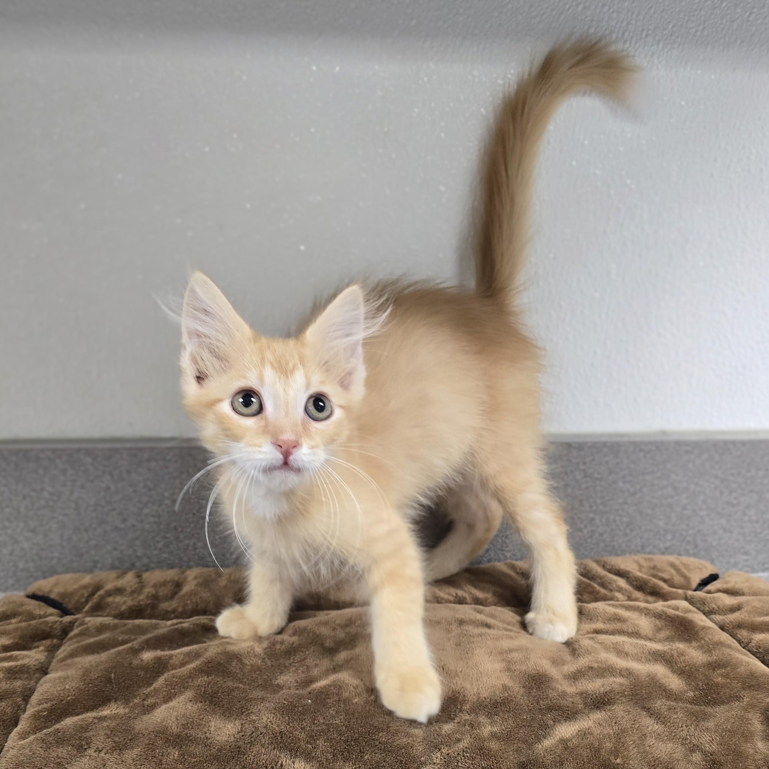 Sarah, a Adoptable mixed breed in Mount Carmel, IL image 2/5