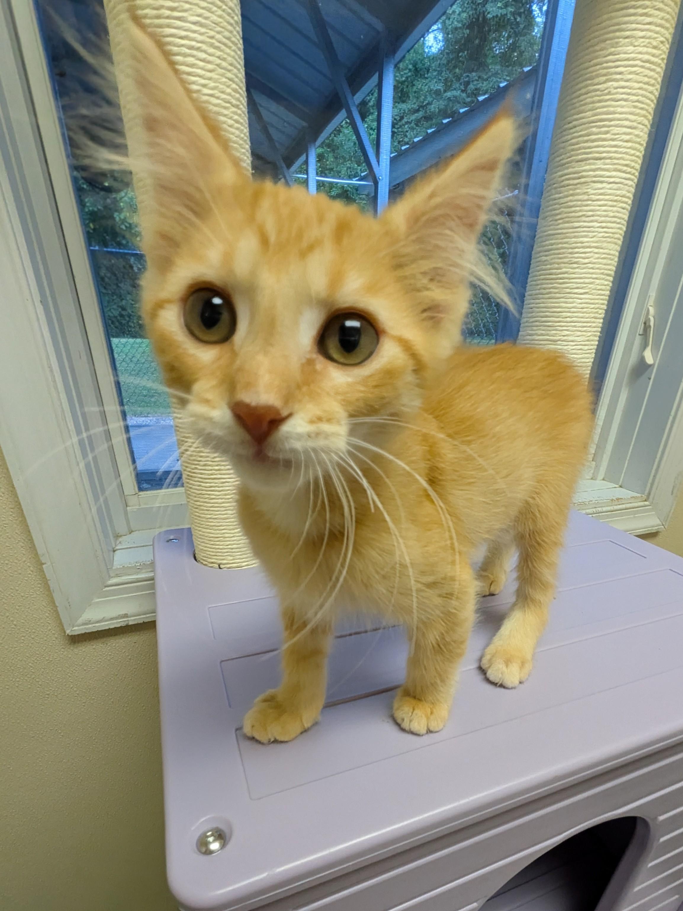 Sarah, a Adoptable mixed breed in Mount Carmel, IL image 4/5
