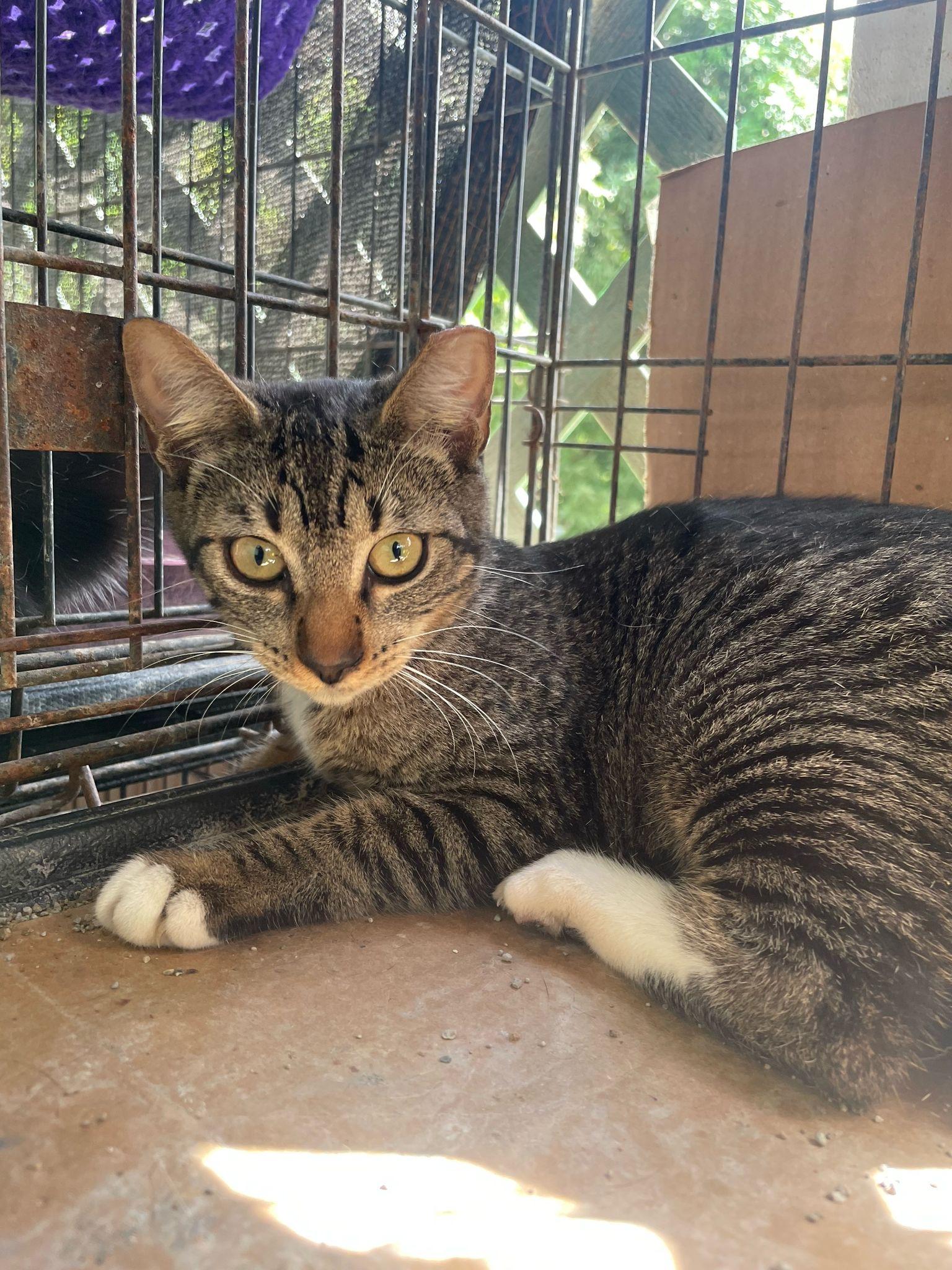 Zora, a Adoptable mixed breed in Pittsfield, MA image 1/3