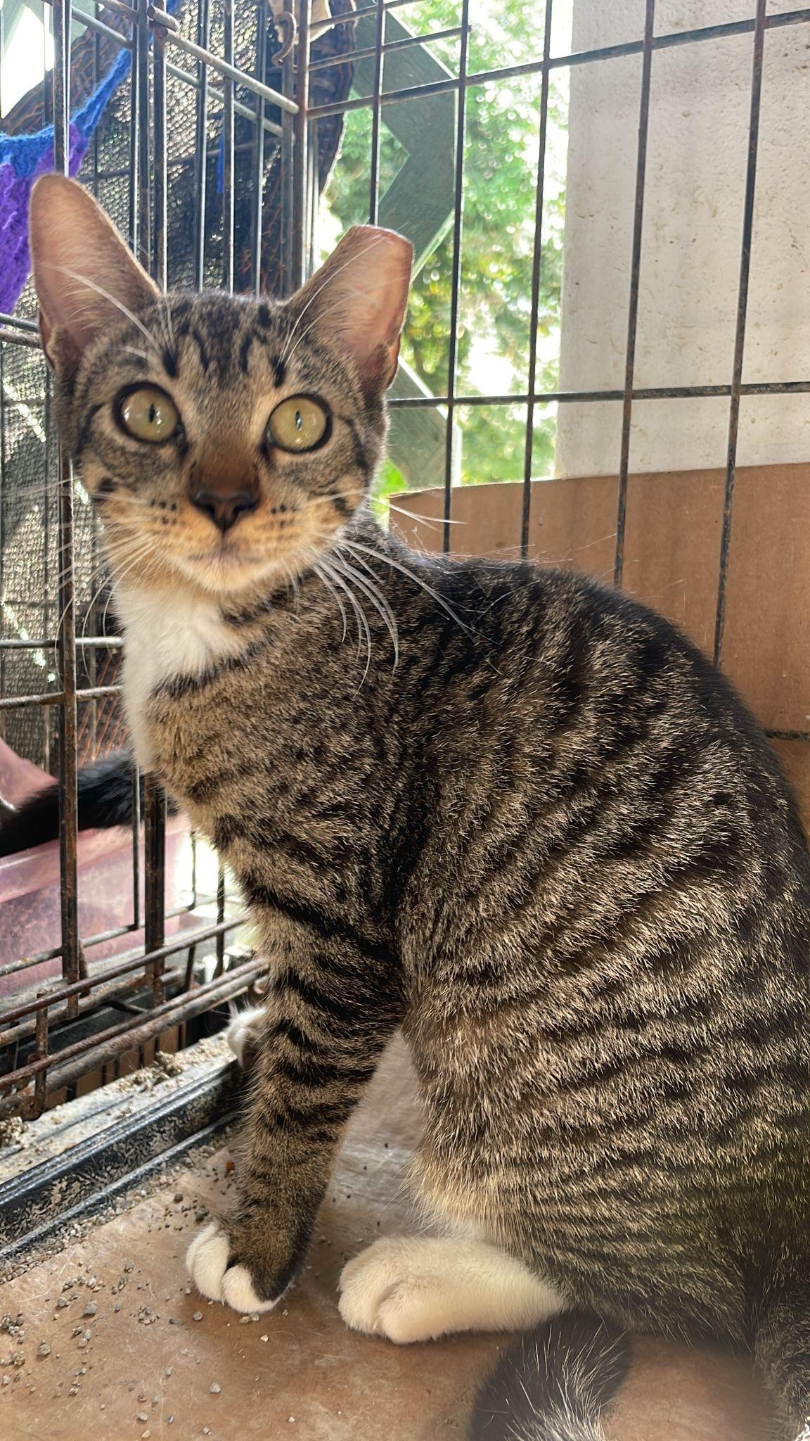 Zora, Adoptable, Kitten Female Tabby & Egyptian Mau.