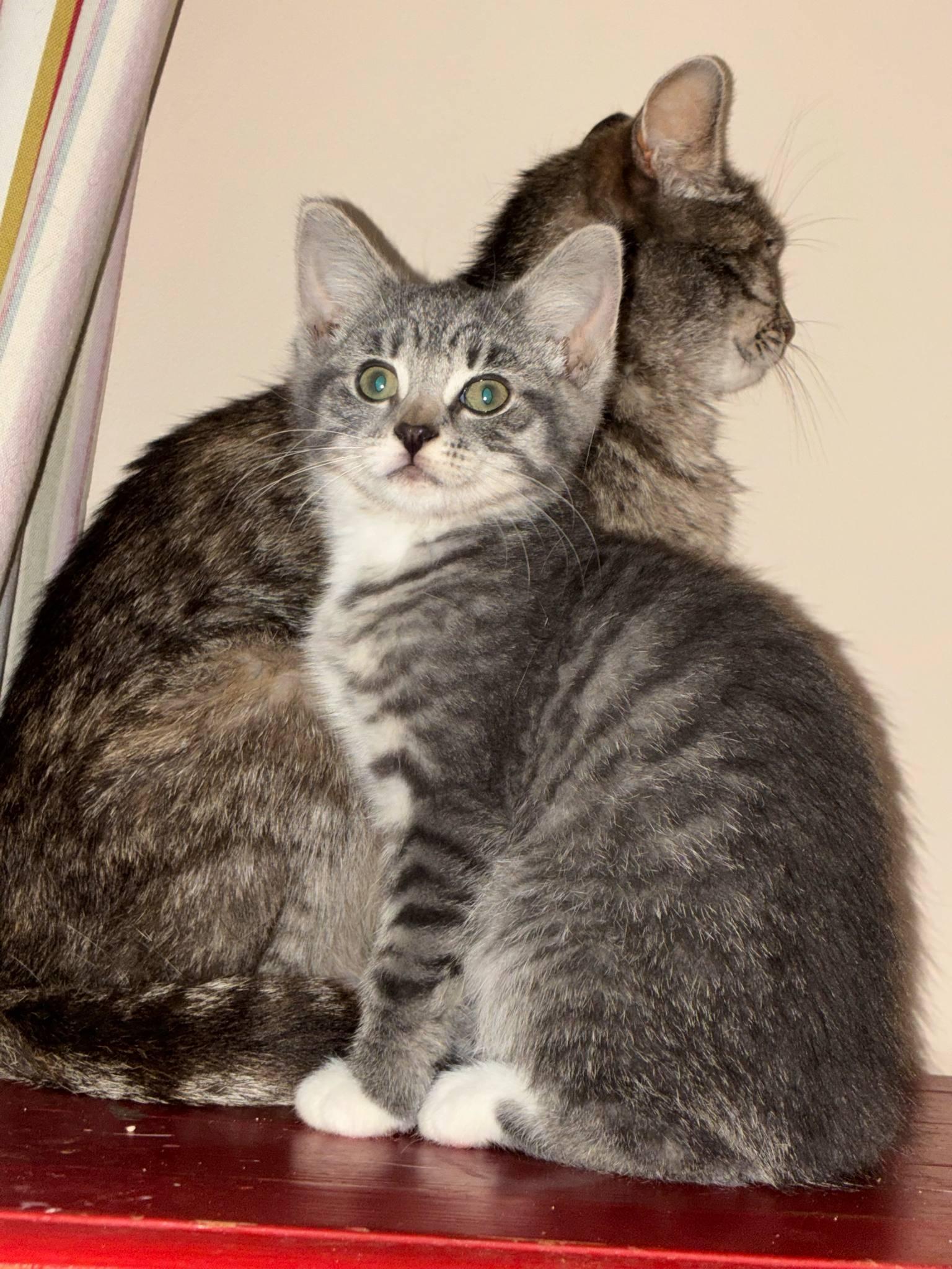 Dora, Baby Female Domestic Short Hair