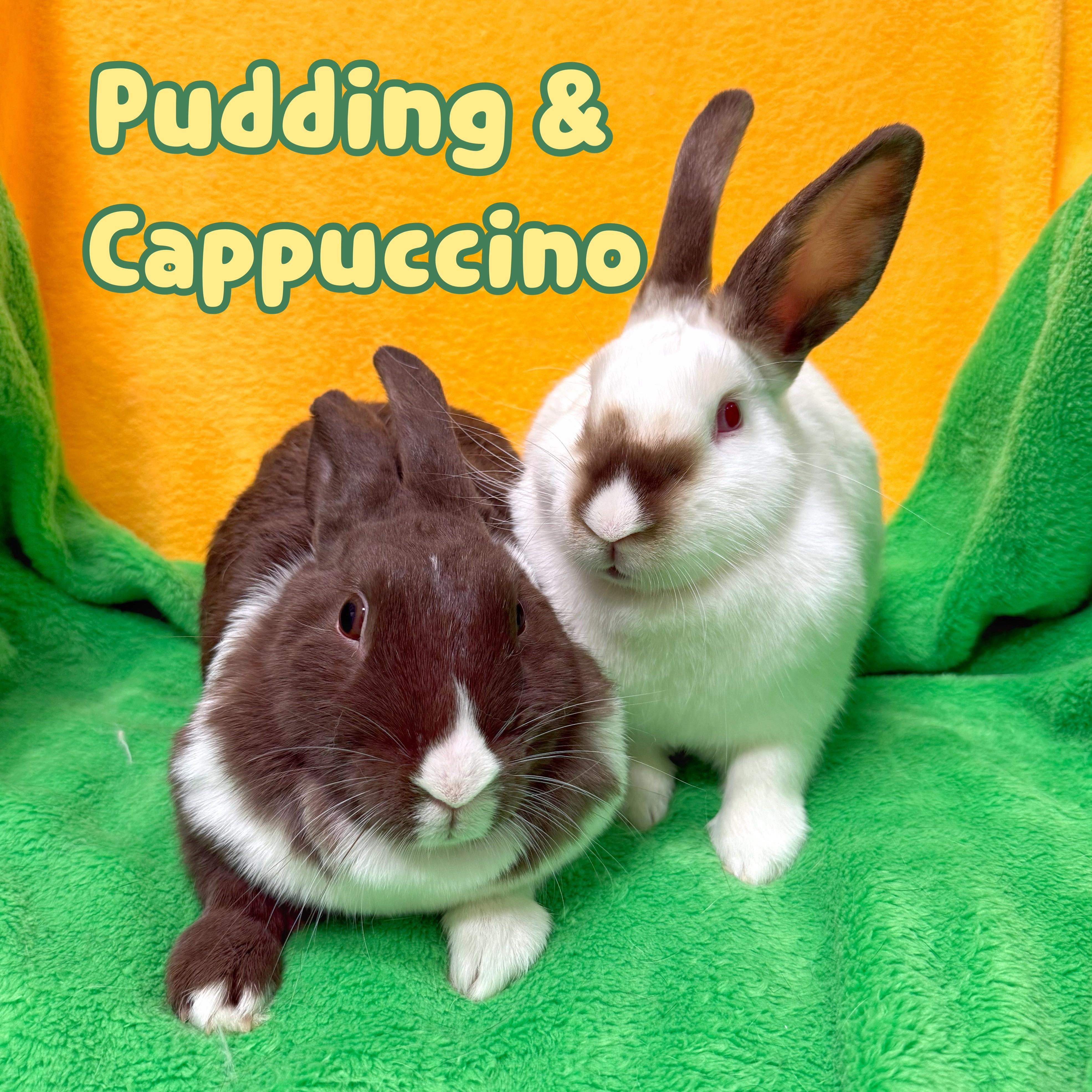 Enlarge Pudding (& Cappuccino), a Adoptable mixed breed in Roseville, CA image 1/1