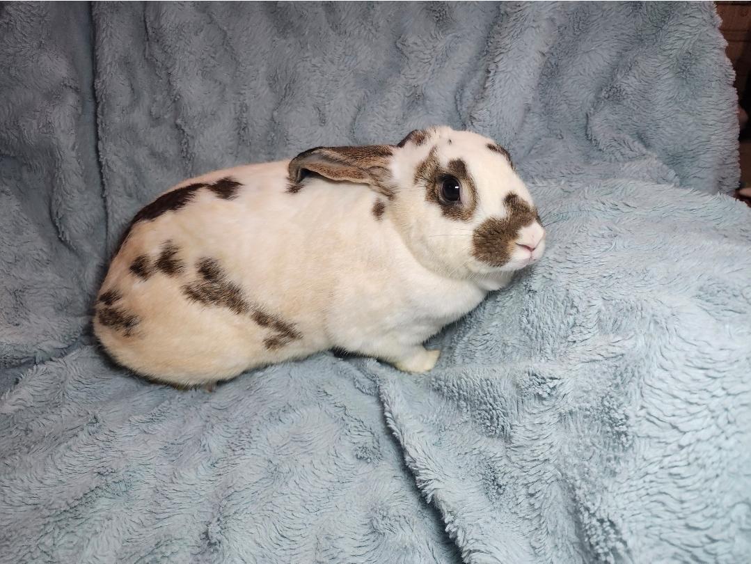 Enlarge Lilac, a Adoptable American in West Chester, OH image 2/2