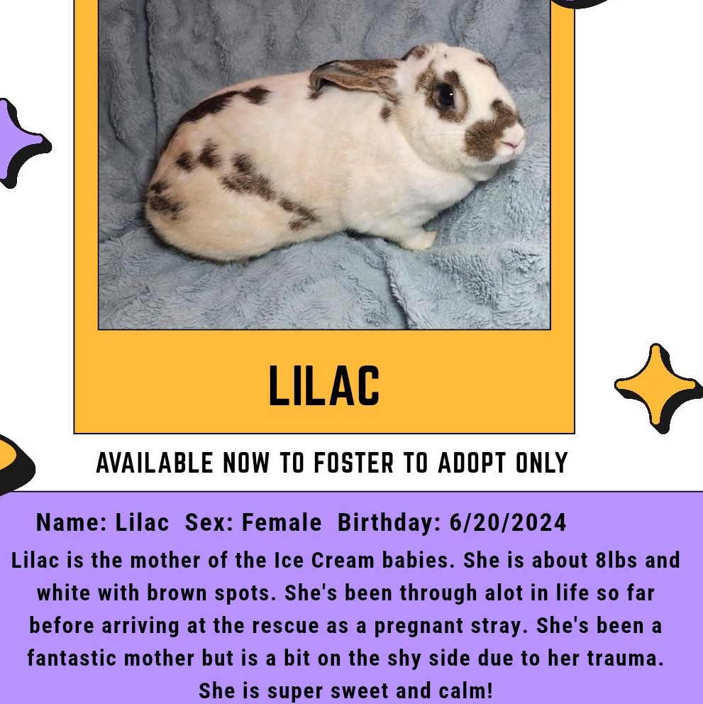 Enlarge Lilac, a Adoptable American in West Chester, OH image 1/1