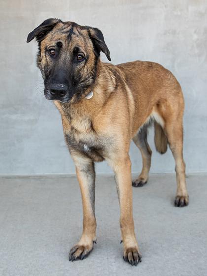 Buddy, Adoptable, Young Male Mixed Breed & Mixed Breed.