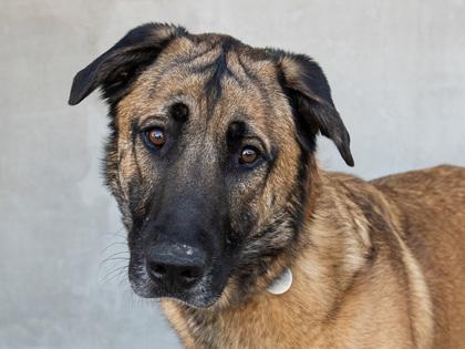 Enlarge Buddy, a Adoptable mixed breed in Longmont, CO image 2/2