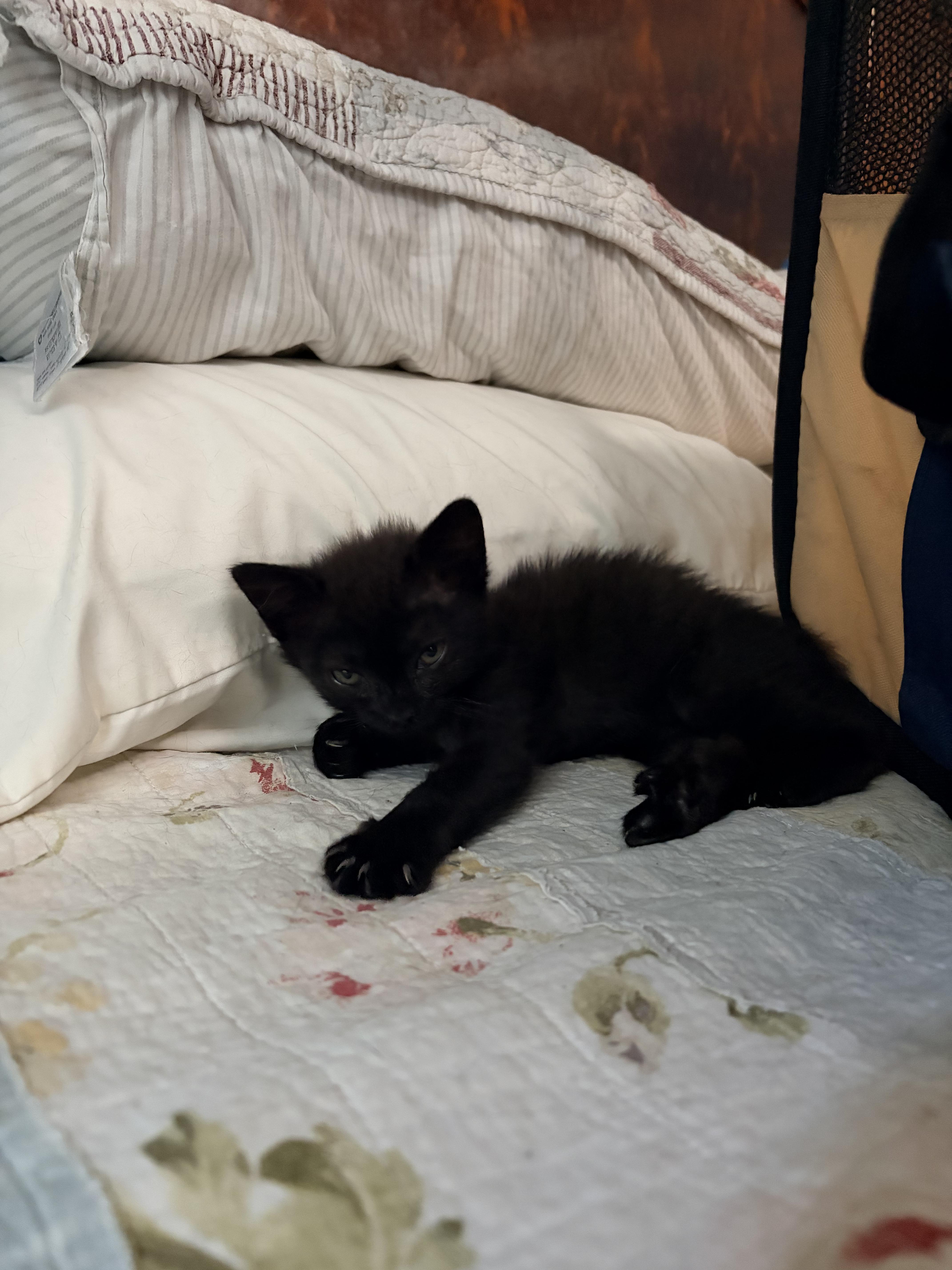 Enlarge Bella, a Adoptable Domestic Short Hair in Kew Gardens, NY image 4/4