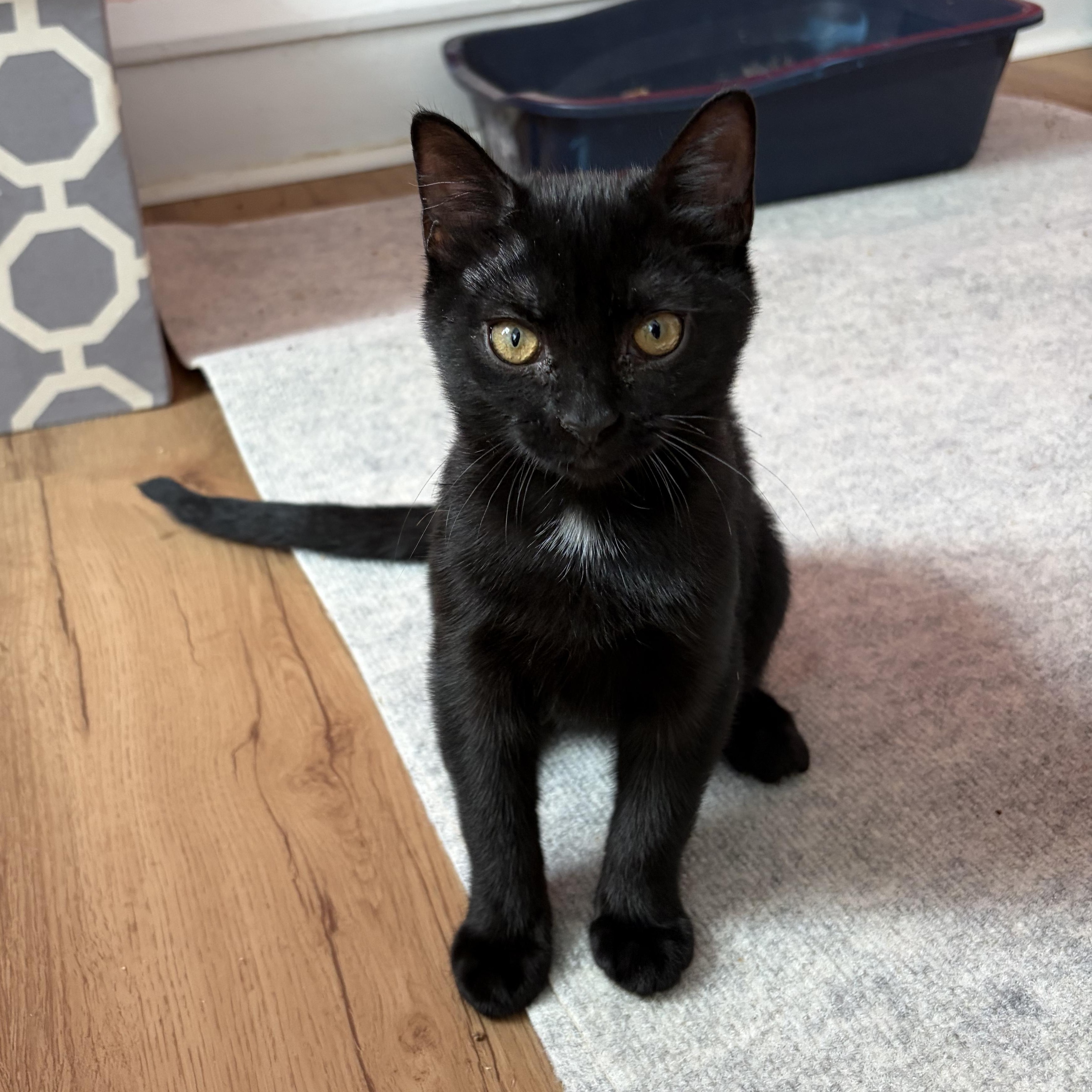 Enlarge Bella, a Adoptable Domestic Short Hair in Kew Gardens, NY image 1/4